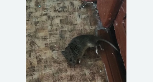 Дезинфекция от мышей в Калтане