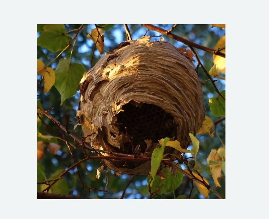 Обработка от шершней в Калтане