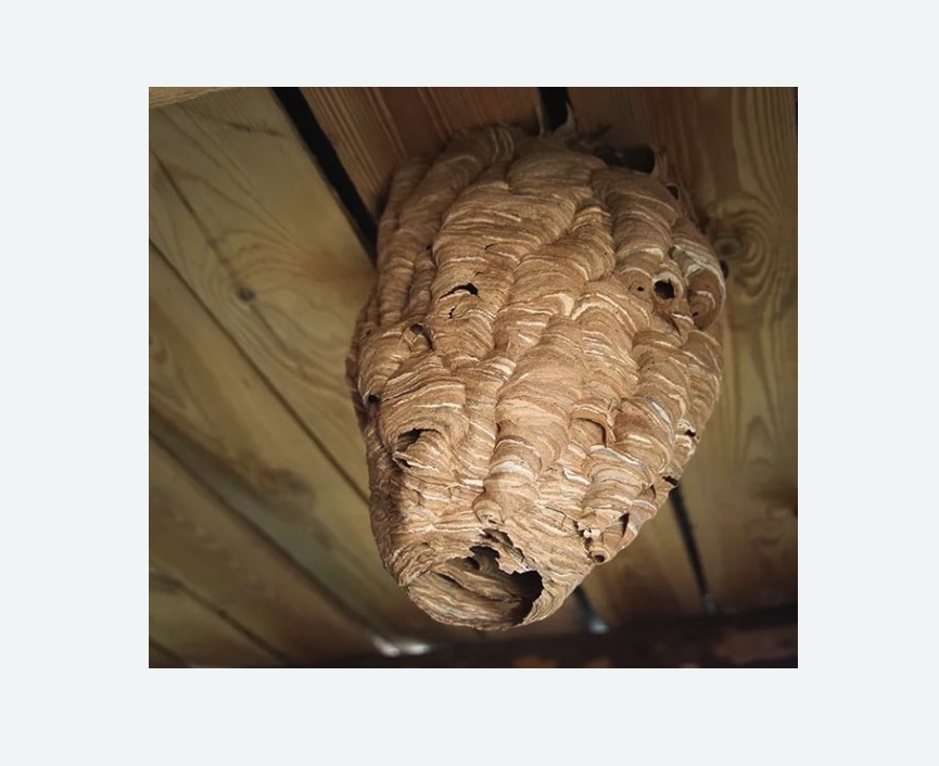 обработка от шершней в Калтане