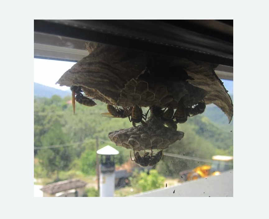 Уничтожение гнёзд шершней в Калтане