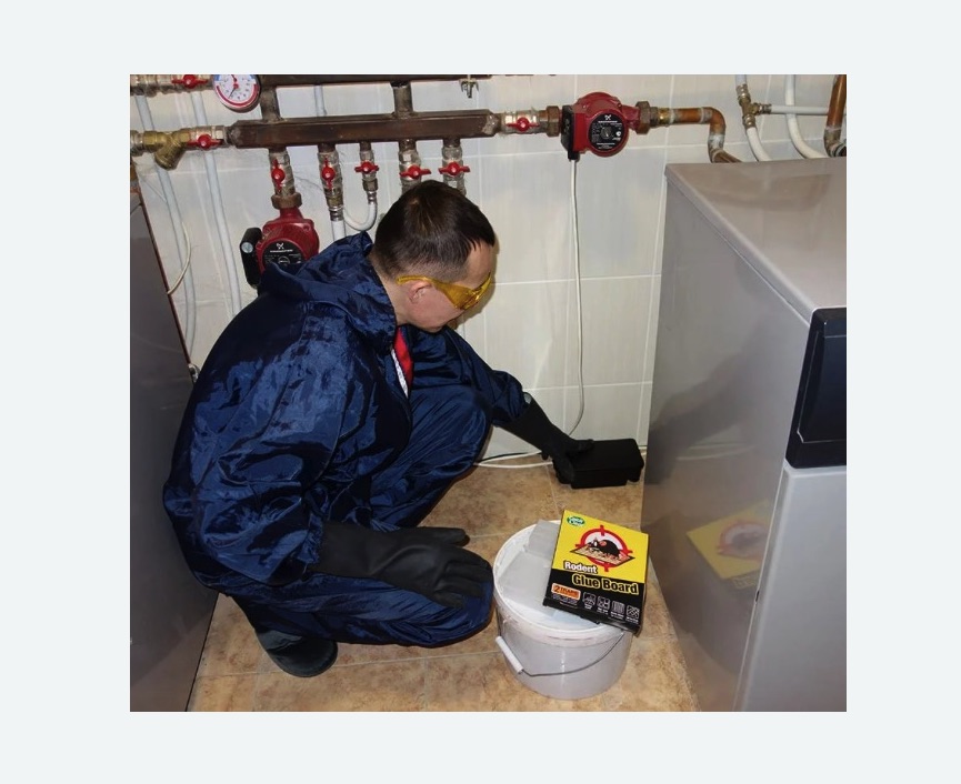 Уничтожение крыс в Калтане