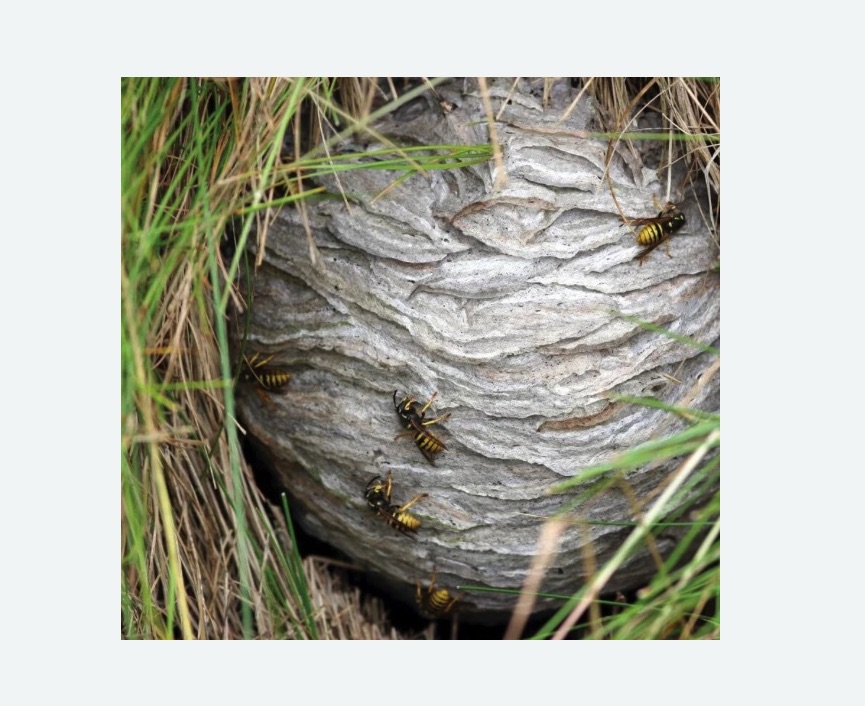 Уничтожение ос и ульев в Калтане